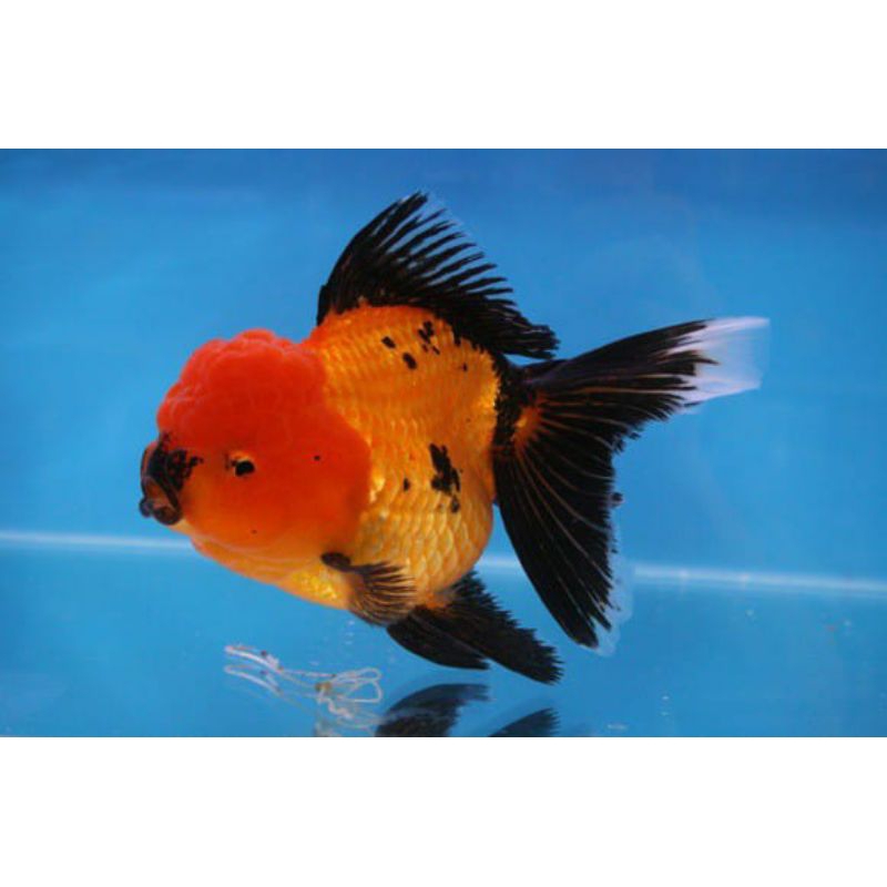 

MAS KOKI ORANDA BLACK GOLD CANTIK GRADE A+