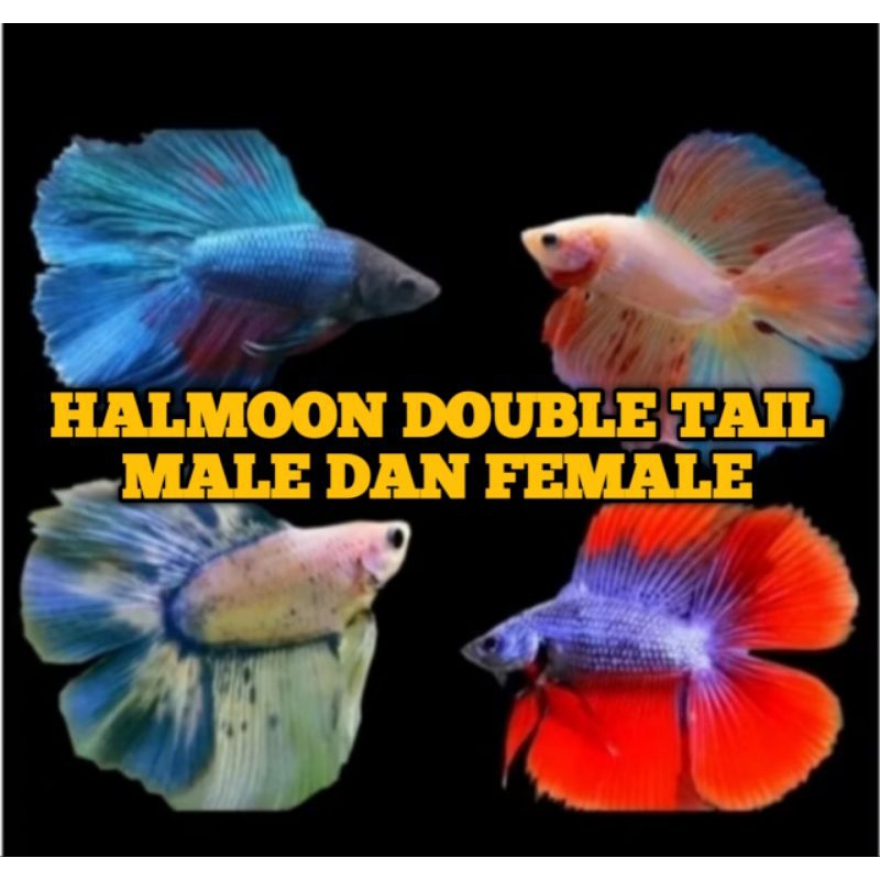 cupang halmoon double tail ready berbagi warna bisa jantan atau betina