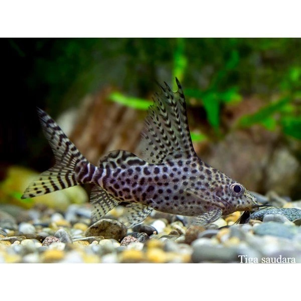 synodontis pembersih kotoran aquarium