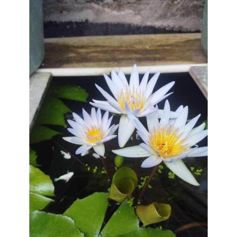 bibit teratai mini. .