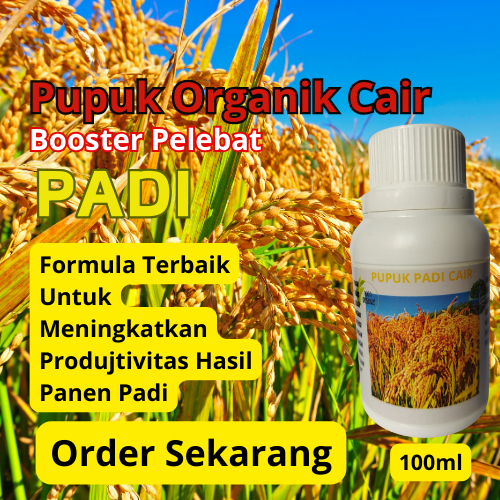 Pupuk Padi | Pupuk Pemacu, Pelebat, Penyubur, Perbanyak Bulir Padi | Pupuk Organik Cair Khusus Padi.