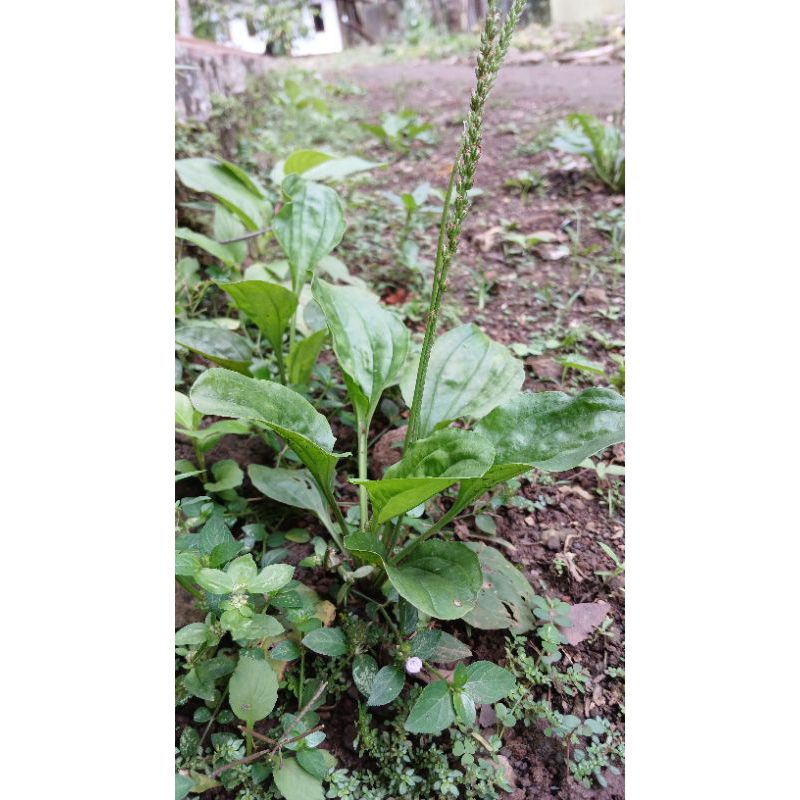 

BIBIT TANAMAN SENDOK/KIURAT