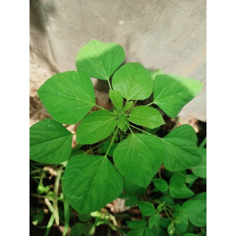 

Daun akar kucing/tanaman