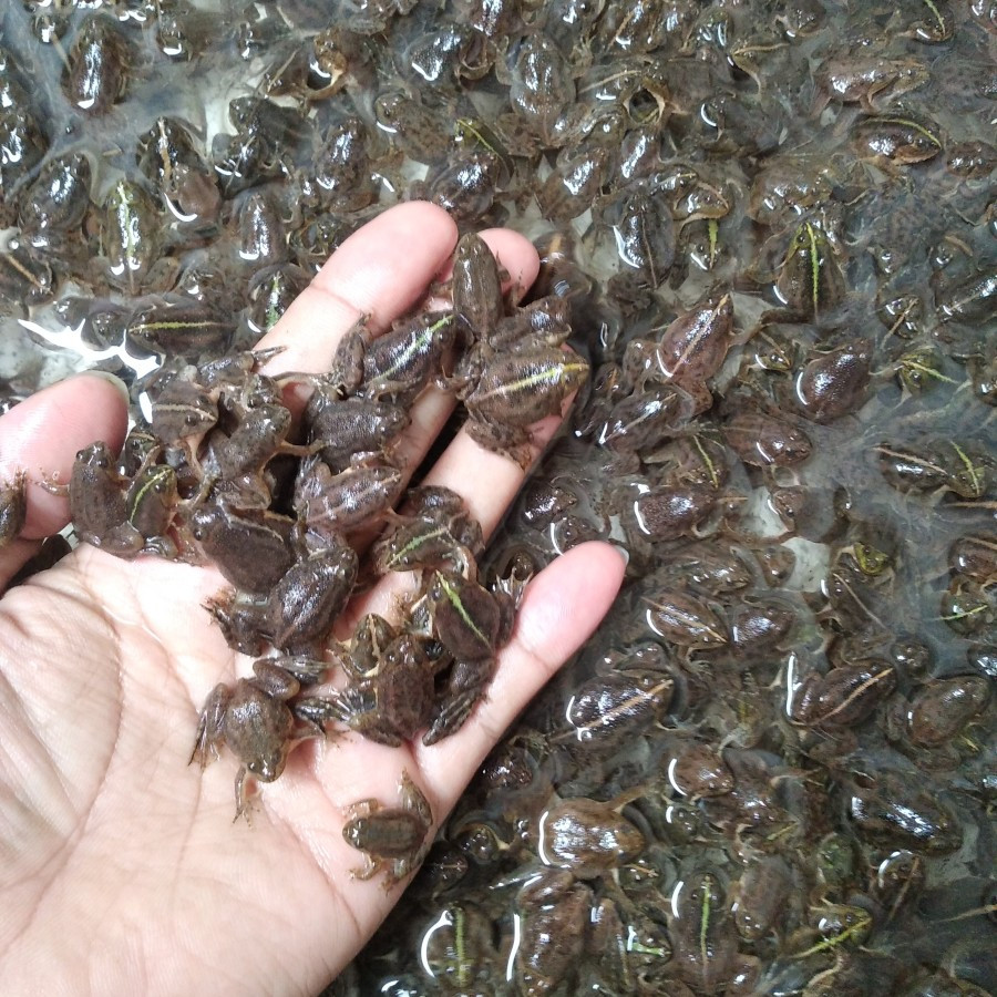 KODOK AIR PAKAN IKAN ARWANA