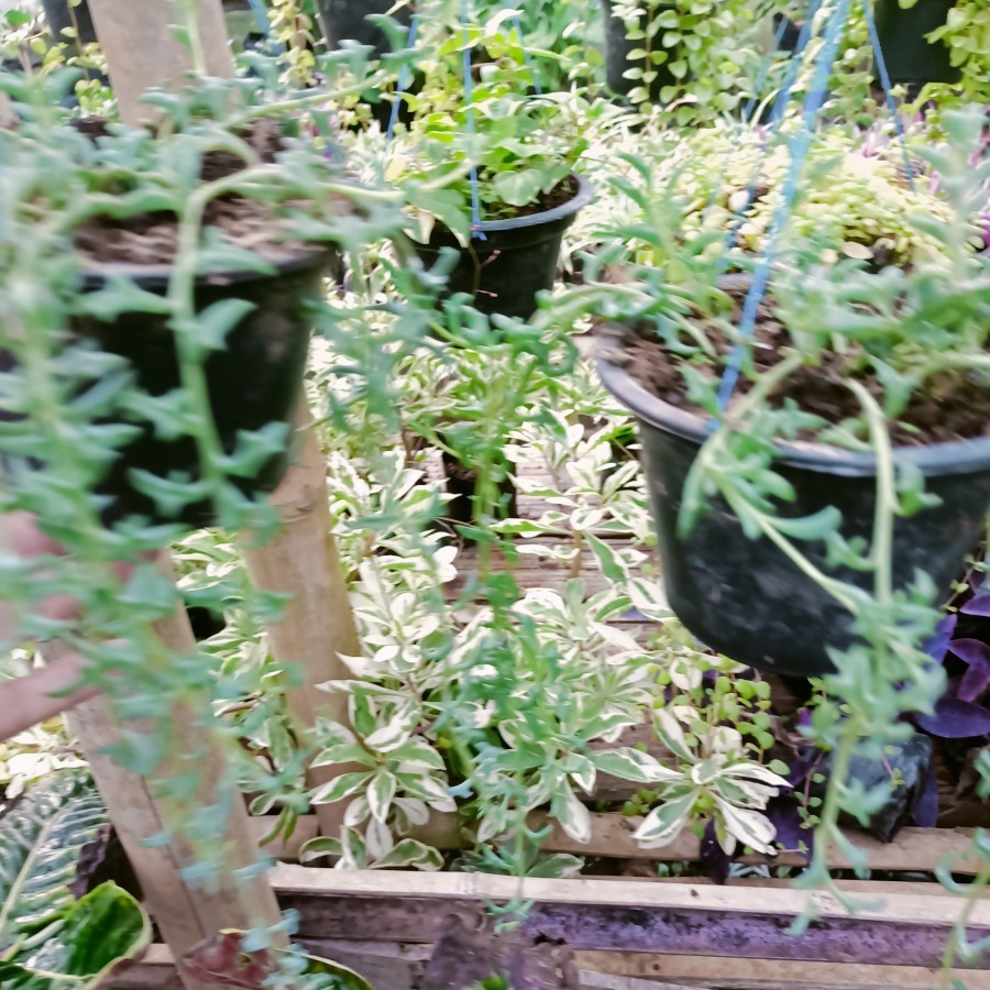 tanaman gantung dolphin, tanaman hias unik, dolpin tanaman hidup