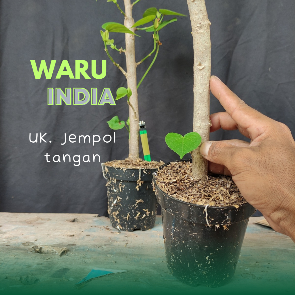Waru India Bibit Tanaman Hias Program Bahan Bonsai dan Pakan Ternak