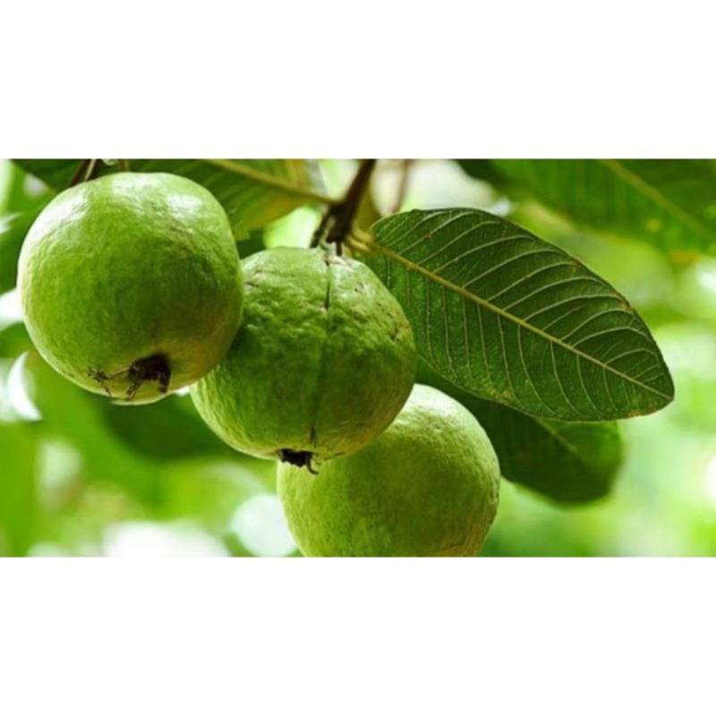 

DAUN JAMBU biji herbal alami fresh perlembar