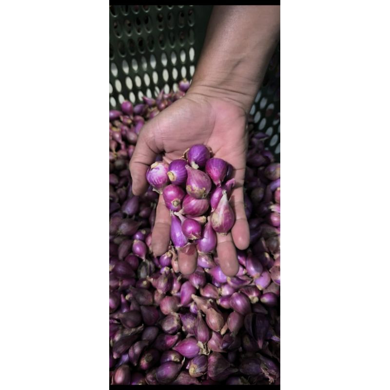 

bawang merah biasa - bawang merah brebes