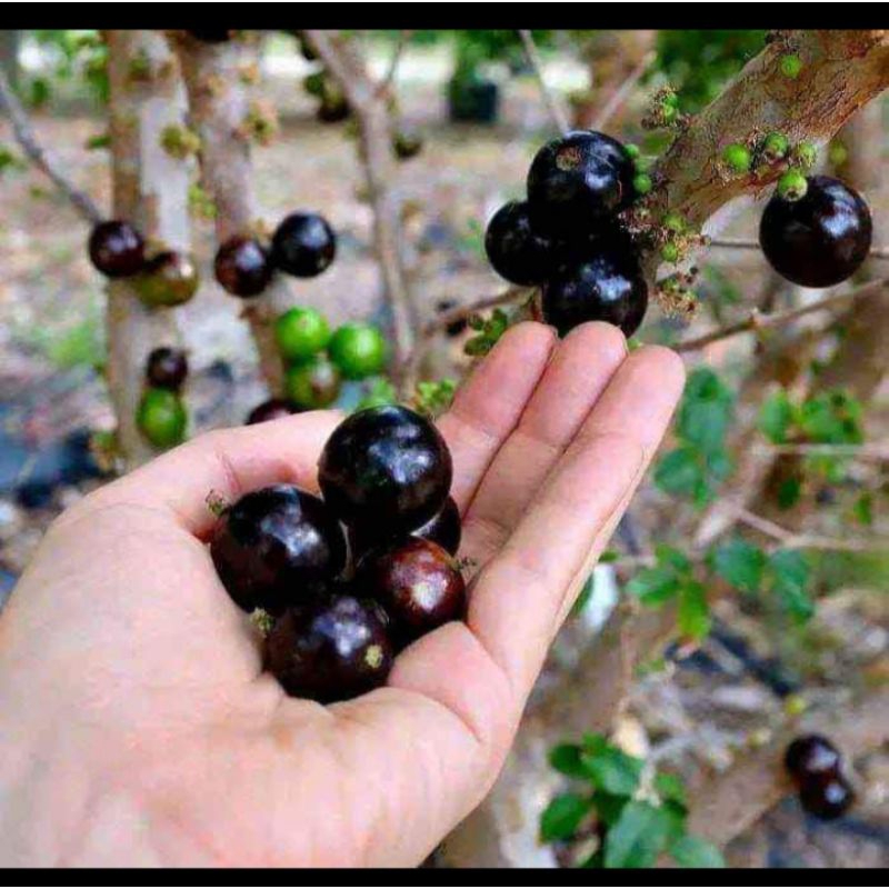 BIBIT BUAH OKULASI DAN SAMBUNG ANGGUR BRAZIL