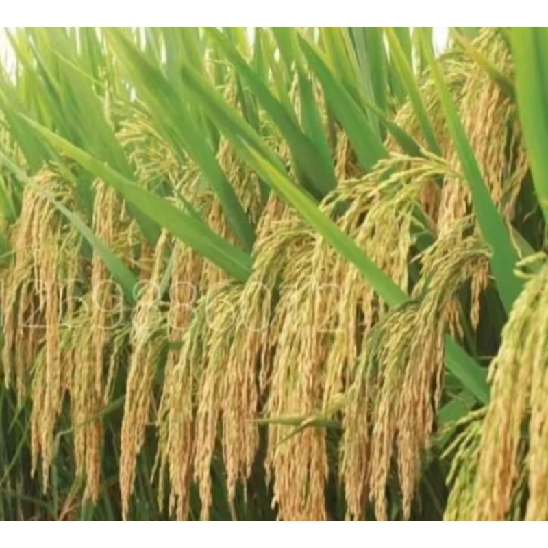 BENIH BIBIT PADI UB2 BATUTA TERBAIK KUALITASNYA KEMASAN 1KG (COD)