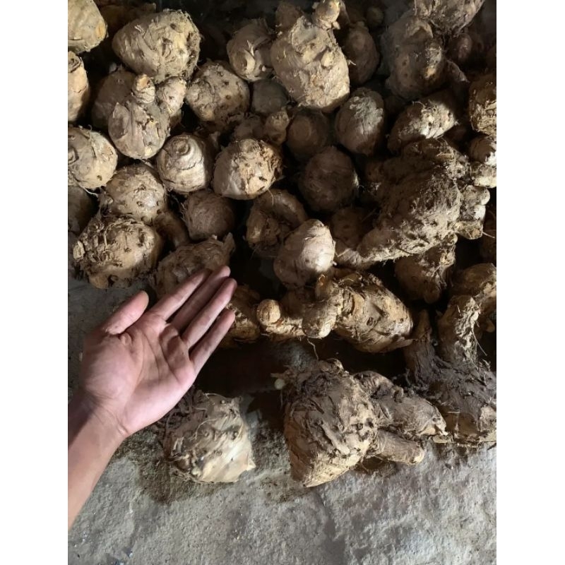 

Temulawak grade A super 1kg