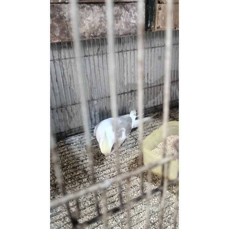 lolohan burung FALK parkit australia cf