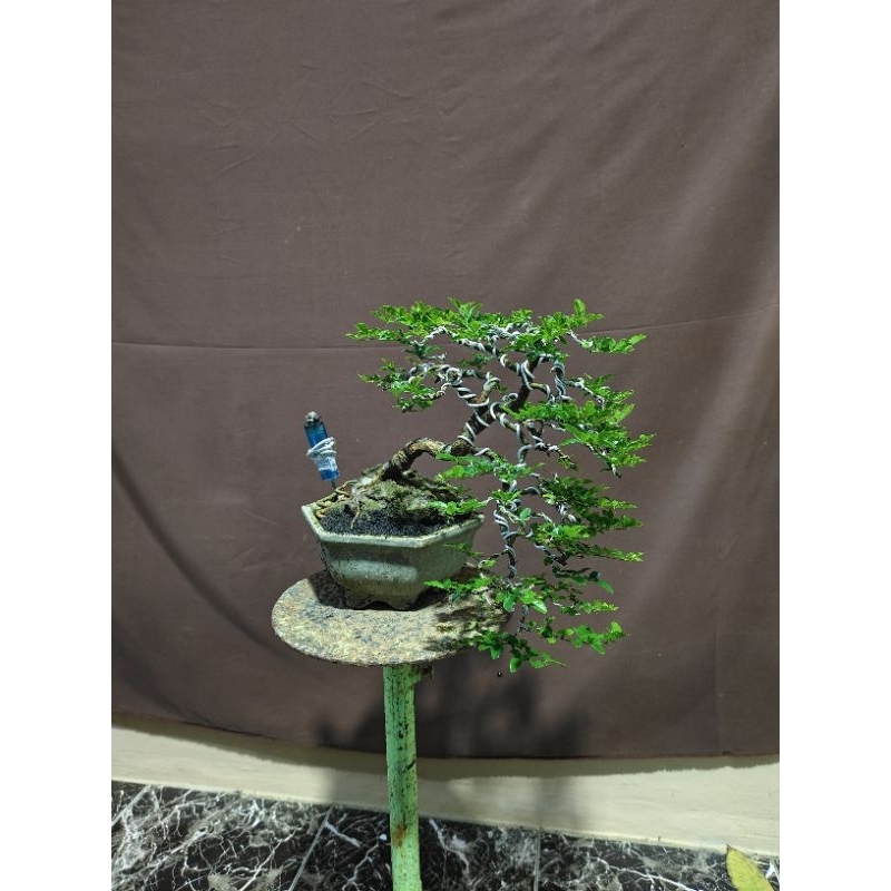 BONSAI JERUK KINGKIT SESUAI FOTO