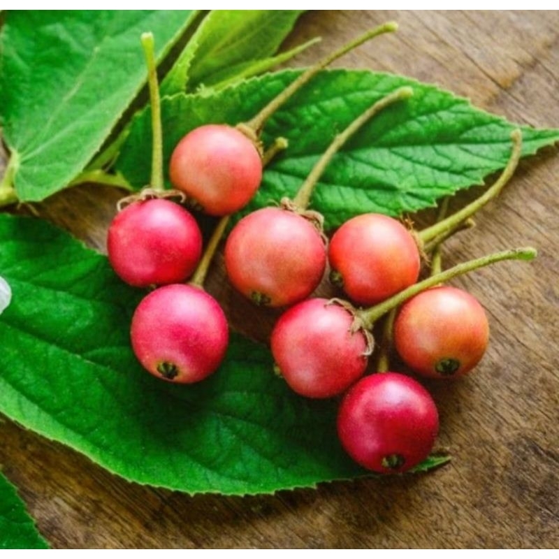 

BUAH TALOK / BUAH JAMAICA CHERRY/ KARSEN