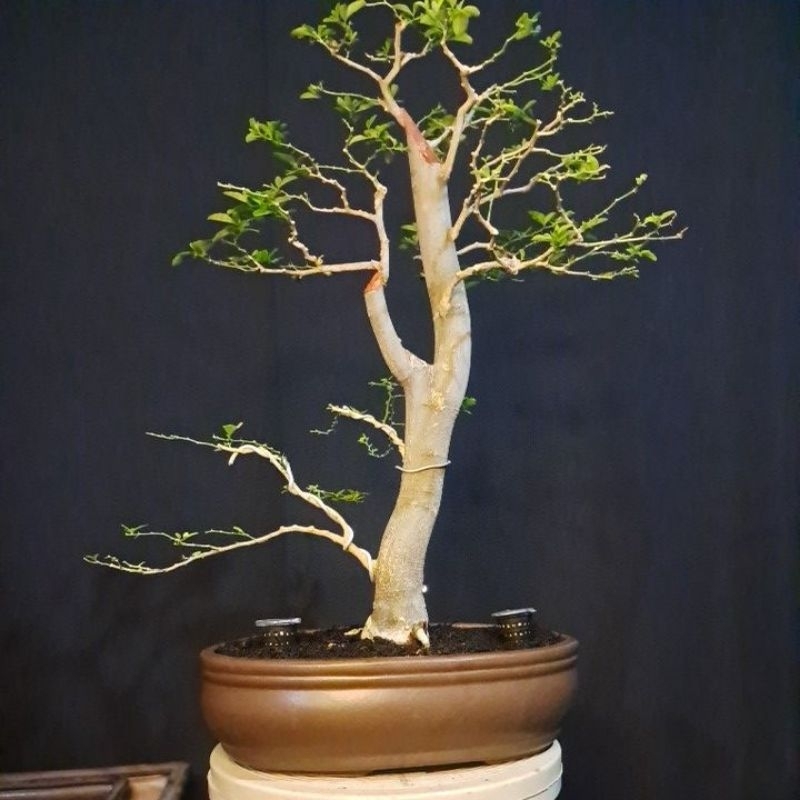 bonsai jeruk kingkit