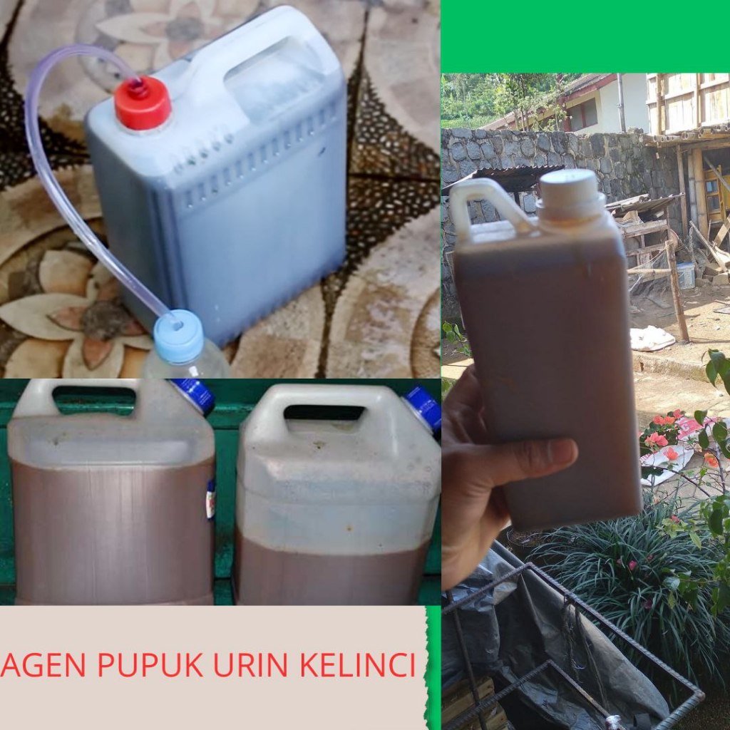 JAMIN ASLI...pupuk urin kelinci fermentasi,pupuk urin kelinci