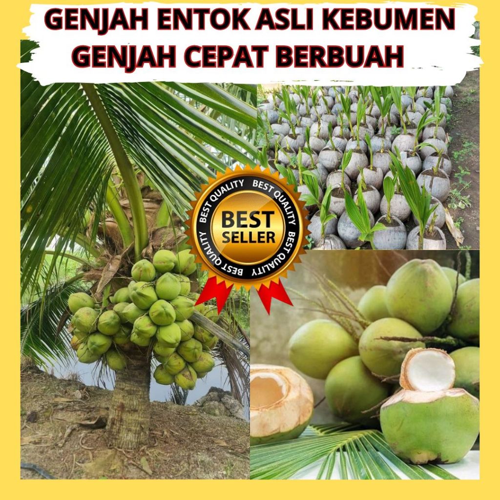 Kelapa 5Bibit,Pohon Kelapa Hijau Asli, Pohon Kelapa Hijau, Pohon Kelapa Ijo