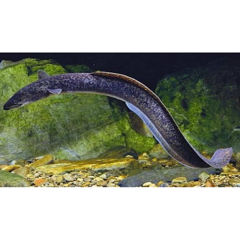 Replika Sidat (Anguilla Marmorata) 35m || GARANSI HIDUP