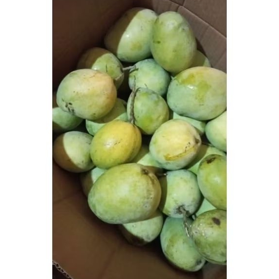 

Mangga Indramayu