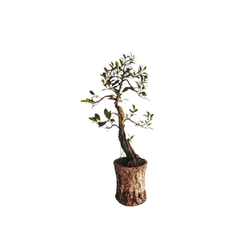 BONSAI BAHAN KIMENG PROSPEK SIZE SMALL