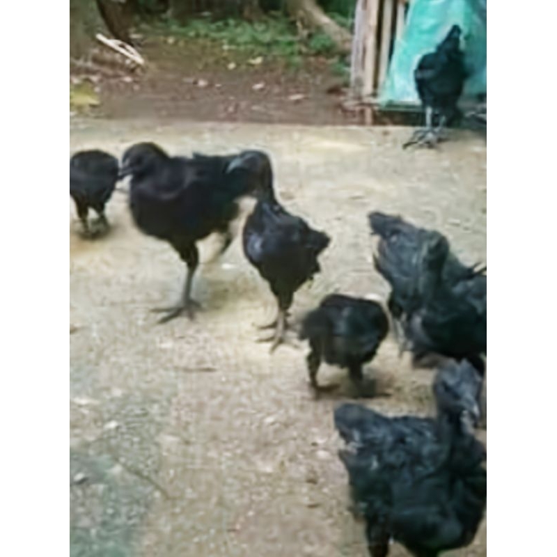 Anak ayam cemani LA (Lidah Abu2)