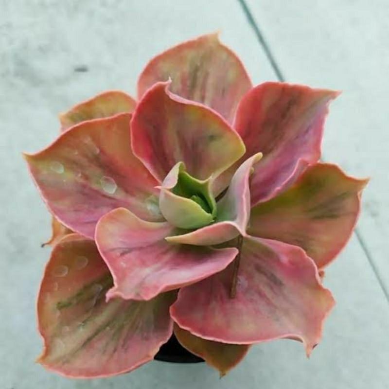 Echeveria Cantily Rose Rainbow
