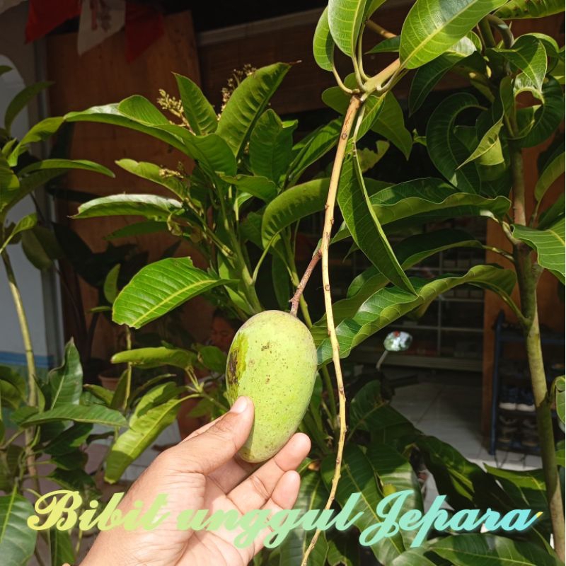 BIBIT MANGGA GADUNG SUDAH BERBUAH