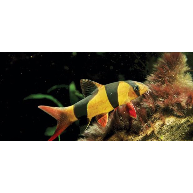 BOTIA/CLOWN LOACH