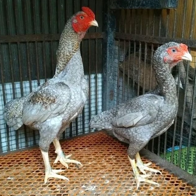 

telur ayam cos shamo bisa untuk di tetaskan