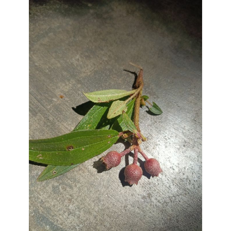 

Buah senggani 15 gram