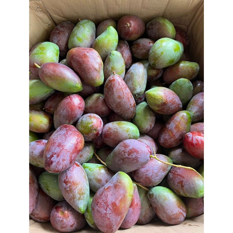 

mangga erwin/gravita 1kg sitetehtetehcianjur