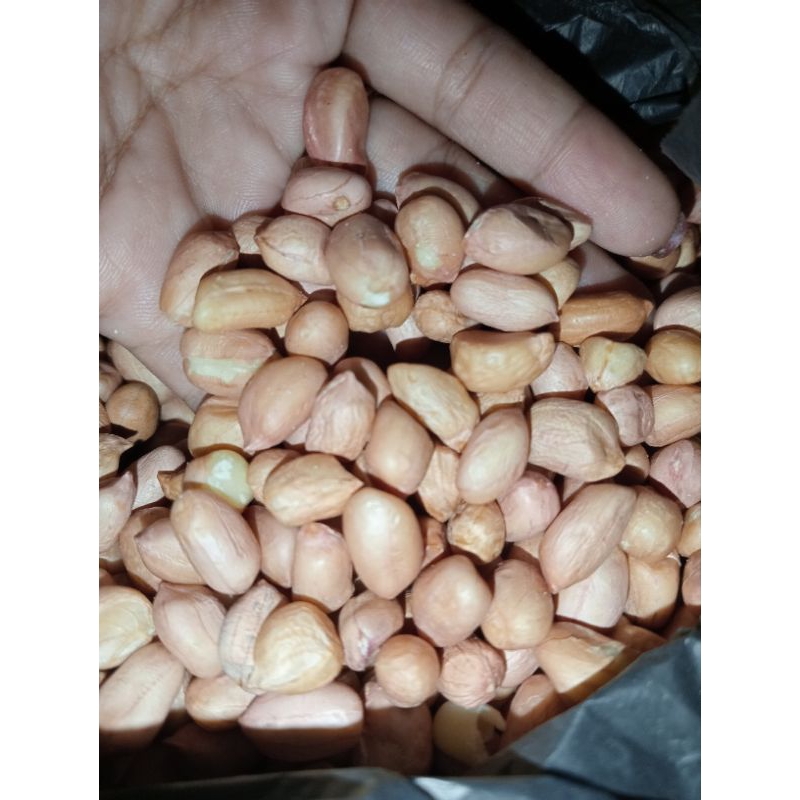 

kacang tanah mentah