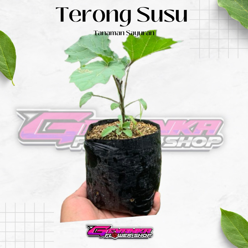 Tanaman Terong Susu Solanum Mammosum