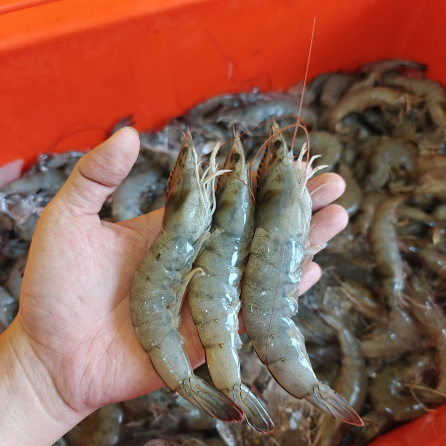 

Udang Vaname Fresh 1kg Size 30-35 besar