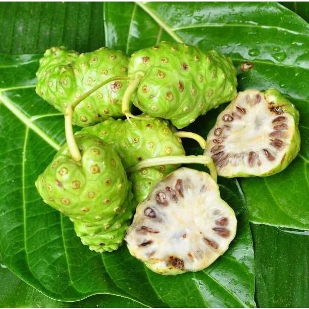 

MENGKUDU SEGAR 10 Buah Pace Buah Herbal Untuk Berbagai Macam Penyakit