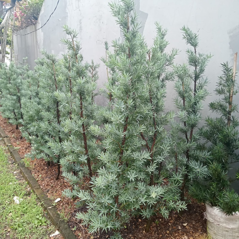 Tanaman Hias Lohansung - Tanaman Daun Silver Blue Ice