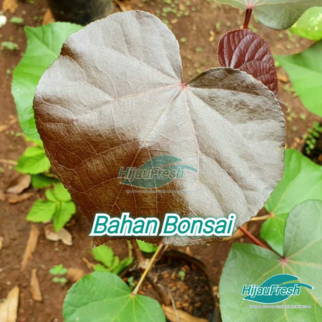 Waru Super RED Merah Bahan Bonsai | HijauFresh | @HijauFresh | #HijauFresh