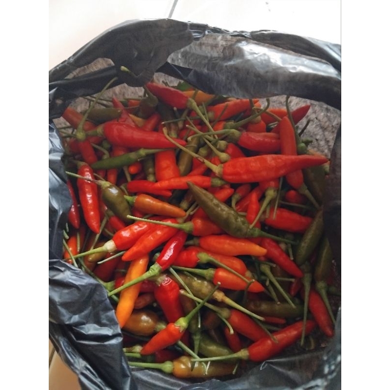 

cengek kampung/cabe rawit 250 grm has pangandaran