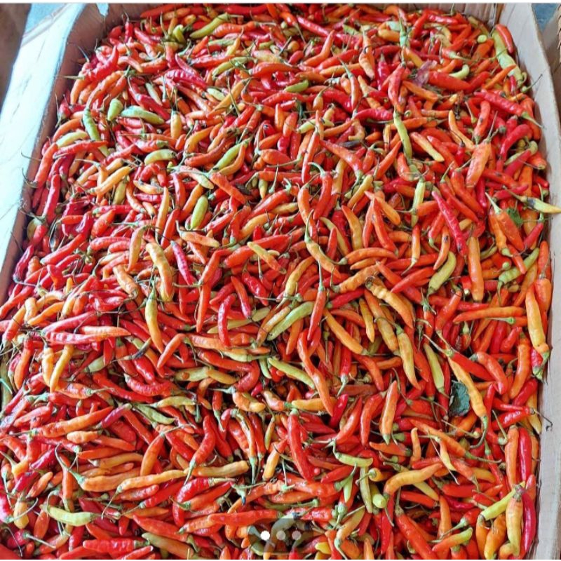 

cabai rawit merah segar 100gr 250gr 500gr 1000gr