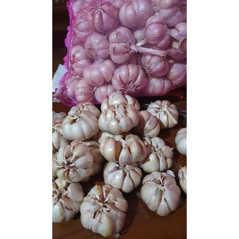 

bawang putih sinco besar