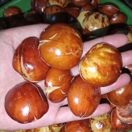 

Jreng Jengkol fresh tua 1kg full sortir