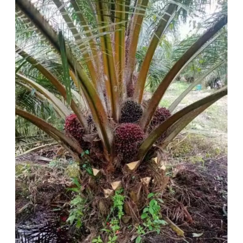 100 butir benih Sawit topaz original bersertifikat jenis pelepah pendek