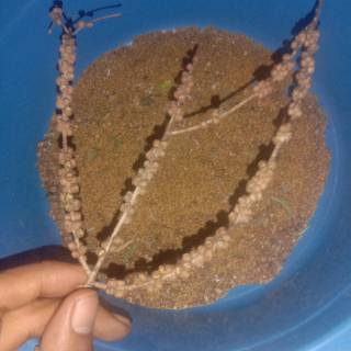 Benih Biji Kayu Putih Siap Semai