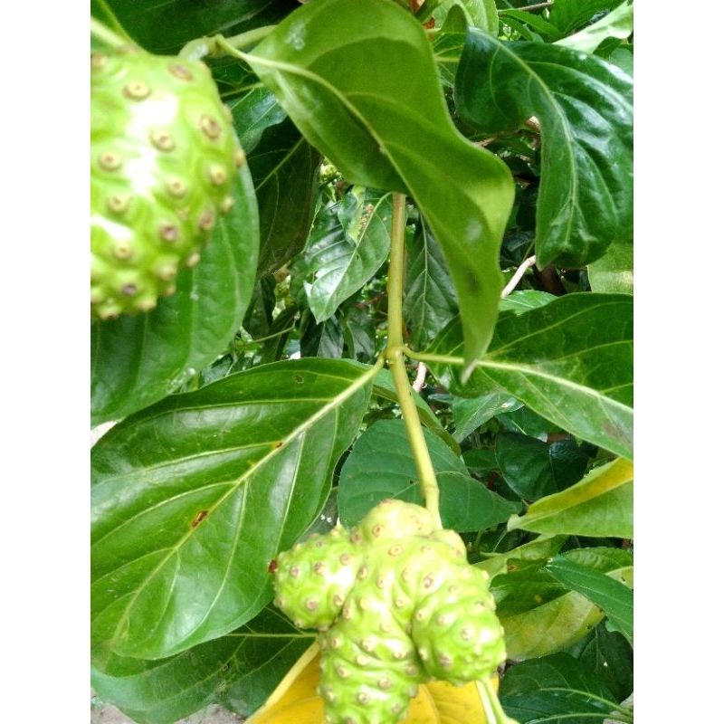 

daun dan buah segar mengkudu