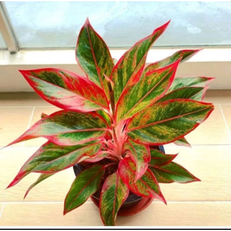 aglonema lipstik merah