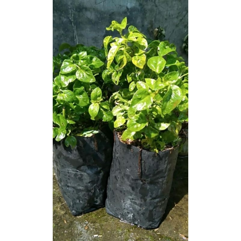 Bibit Tanaman Bayam Brazil Organik Perpolibag