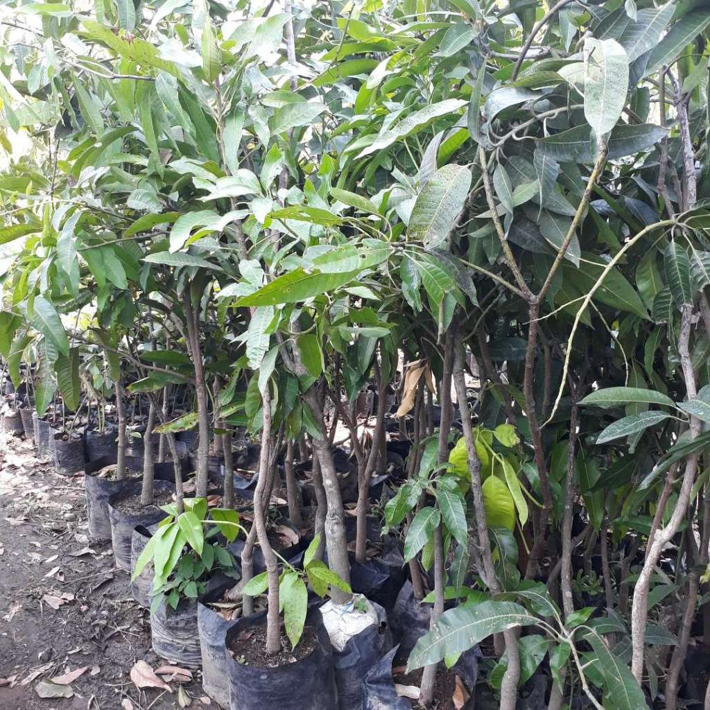 bibit mangga HARUM MANIS jumbo tinggi 1,5 - 2meter