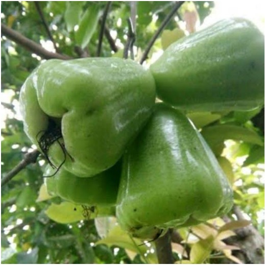 Bibit Jambu Air Cincalo Hijau Okulasi