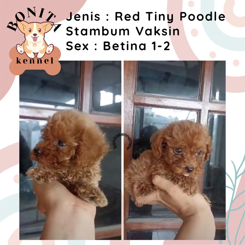 Red Apricot Toy Tiny Poodle Stambum Light Fawn Toy Poodle  Red Toy Poodle Anak Anjing Poodle Jantan 