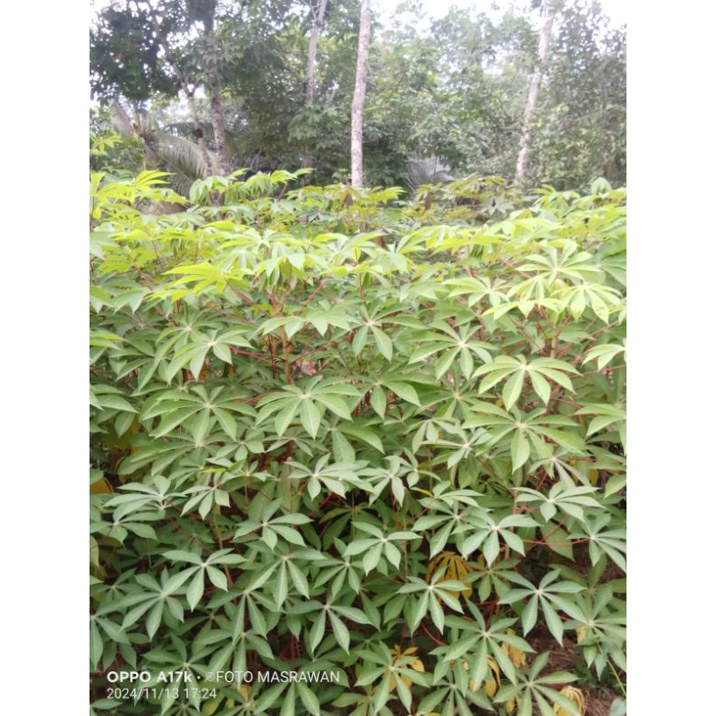 

Daun Pucuk Singkong Muda 500 g
